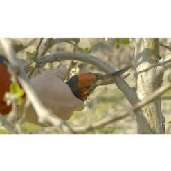 Bahco PXR-M2 PXR-M2 Sécateur Bypass -Pas Cher BAHCO Magasin 12960050 3