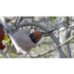 Bahco PXR-M2 PXR-M2 Sécateur Bypass -Pas Cher BAHCO Magasin 12960050 4